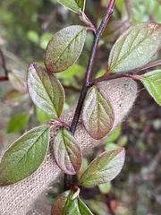 Cotoneaster franchetii