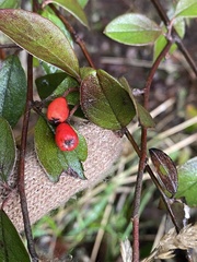Cotoneaster franchetii