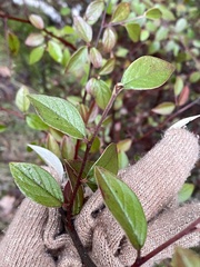Cotoneaster franchetii