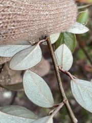 Cotoneaster franchetii