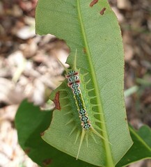 Doratifera quadriguttata