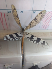 Palpares speciosus