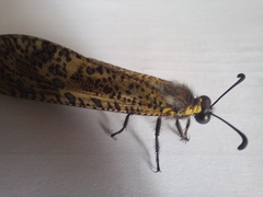 Palpares speciosus