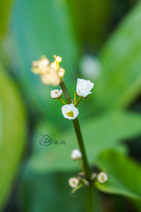 Echinodorus cordifolius