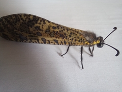 Palpares speciosus
