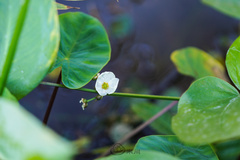Echinodorus cordifolius