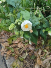 Abutilon × hybridum
