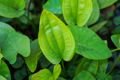 Echinodorus cordifolius