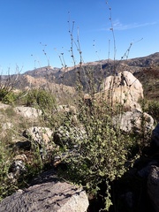 Malacothamnus densiflorus