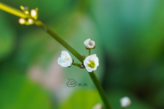 Echinodorus cordifolius