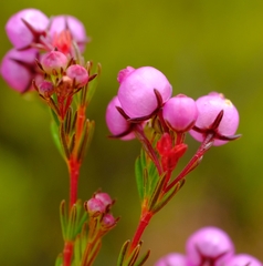 Erica multumbellifera
