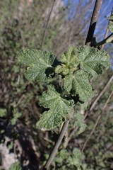 Malacothamnus densiflorus