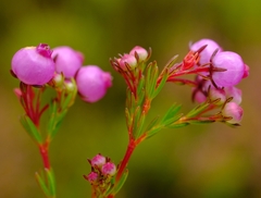 Erica multumbellifera
