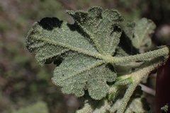 Malacothamnus densiflorus