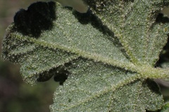 Malacothamnus densiflorus