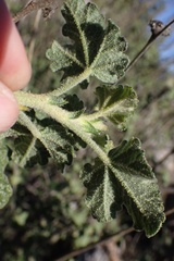 Malacothamnus densiflorus