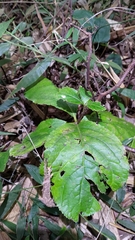Chloranthus oldhamii