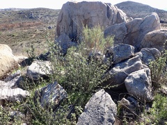 Malacothamnus densiflorus