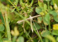 Stenoptilia zophodactylus