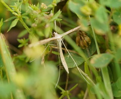 Stenoptilia zophodactylus