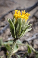 Geraea viscida