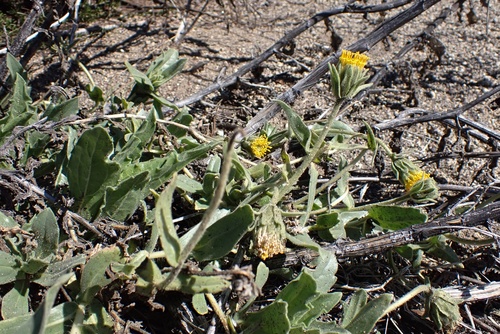 Image of Geraea viscida by (c) Madeleine Claire, some rights reserved (CC BY)
