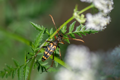 Leptura annularis
