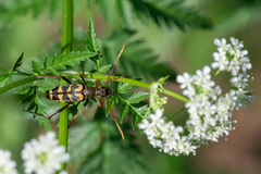 Leptura annularis
