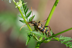 Leptura annularis
