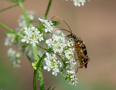 Leptura annularis
