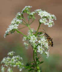 Leptura annularis