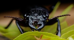 Hyperion schroetteri