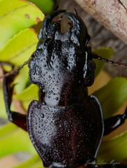 Hyperion schroetteri