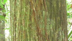 Calophyllum longifolium