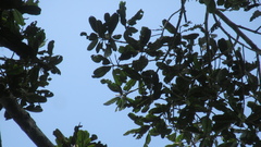 Calophyllum longifolium