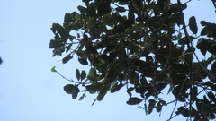 Calophyllum longifolium