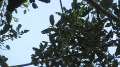 Calophyllum longifolium
