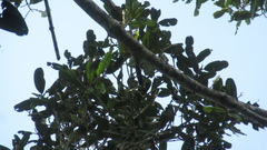 Calophyllum longifolium
