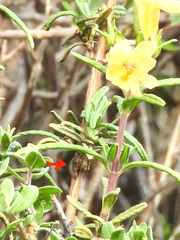 Neolasioptera mimuli