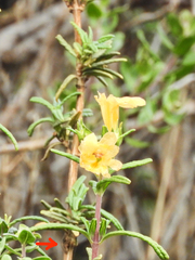 Neolasioptera mimuli