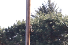 Sciurus niger rufiventer