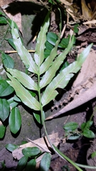 Asplenium formosae