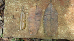 Calophyllum longifolium
