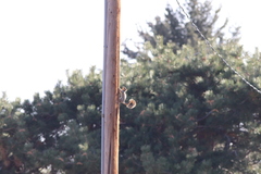 Sciurus niger rufiventer