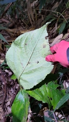 Chloranthus oldhamii