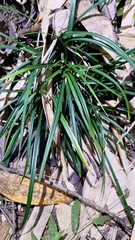 Ophiopogon