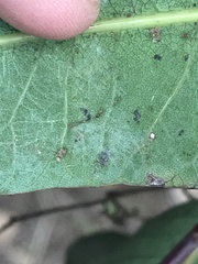 Stigmella prunifoliella