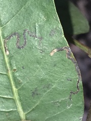 Stigmella prunifoliella