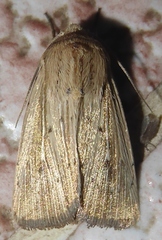 Leucania venalba