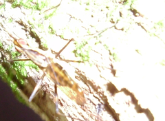 Neriidae